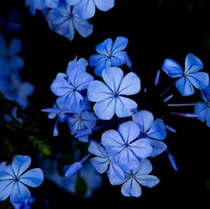 Meet your Posher, Krina